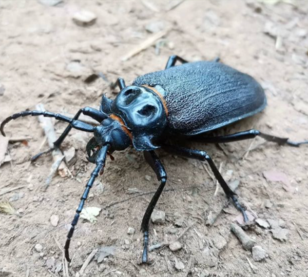 Madre-de-la-culebra-âï¸-(Acanthinodera-cummingi)